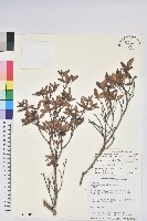 藏品(台灣高山杜鵑)的圖片