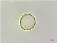 藏品(咬人狗)的圖片