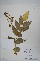 藏品(十大功勞)的圖片