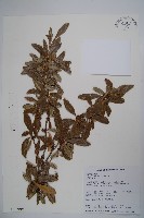 藏品(臺灣小蘗)的圖片