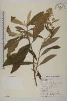 藏品(艾納香)的圖片