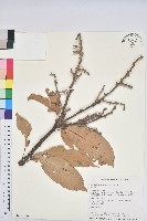 藏品(短尾柯、油葉杜、嶺南柯)的圖片