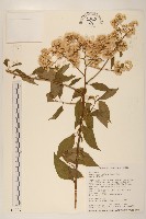 藏品(小舌菊、蔓綿菜)的圖片