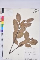 藏品(赤柯、赤椆、森氏櫟)的圖片