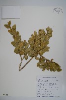 藏品(臺灣黃楊)的圖片