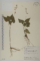 藏品(阿里山鬼督郵)的圖片