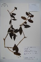 藏品(阿里山忍冬、漸尖葉忍冬)的圖片