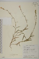 藏品(長萼瞿麥)的圖片