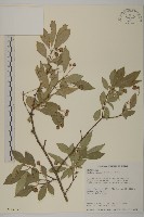 藏品(厚葉衛矛)的圖片