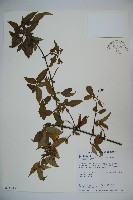 藏品(狹葉莢迷)的圖片