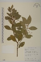 藏品(大丁黃)的圖片