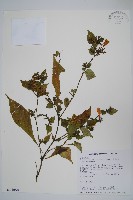 藏品(曲莖馬藍)的圖片