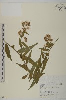 藏品(臺灣馬蘭)的圖片