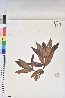 藏品(短柱杜鵑花)的圖片