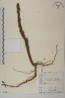 藏品(薄葉艾納香)的圖片