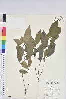 藏品(密花五月茶)的圖片