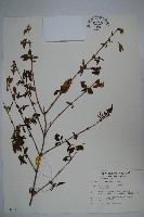 藏品(追分忍冬)的圖片