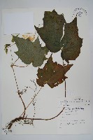 藏品(水鴨腳)的圖片