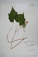 藏品(水鴨腳)的圖片