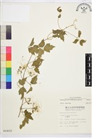 藏品(串鼻龍)的圖片