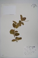 藏品(鷗蔓)的圖片