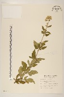 藏品(臺灣澤蘭)的圖片