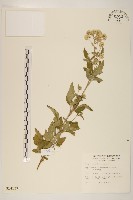 藏品(臺灣澤蘭)的圖片