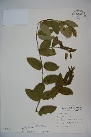 藏品(裡白忍冬、紅腺忍冬)的圖片