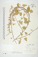 藏品(吊鐘藤)的圖片