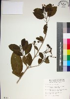 藏品(苦林盤)的圖片