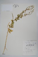 藏品(向天黃)的圖片