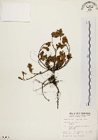 藏品(馬齒莧)的圖片