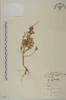 藏品(變葉藜)的圖片