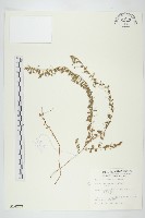 藏品(土丁桂)的圖片