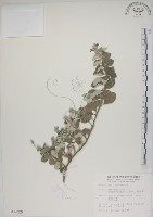 藏品(海埔姜)的圖片