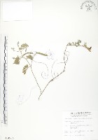 藏品(臺灣灰毛豆)的圖片