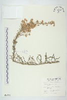 藏品(野塘蒿)的圖片