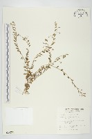 藏品(土丁桂)的圖片