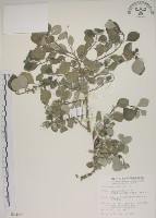 藏品(海埔姜)的圖片