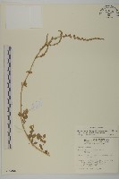 藏品(變葉藜)的圖片