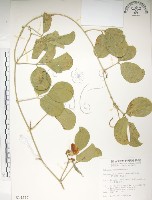 藏品(肥豬豆)的圖片