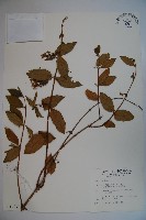 藏品(裡白忍冬、紅腺忍冬)的圖片