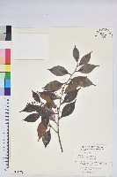 藏品(珍珠花、長尾葉越橘)的圖片