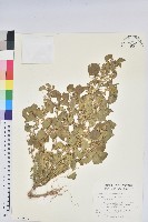 藏品(印度鐵莧)的圖片