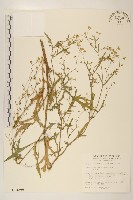 藏品(銀膠菊)的圖片