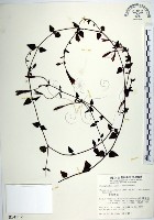 藏品(倒地蜈蚣、四角銅鑼)的圖片