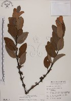 藏品(蓮華池桑寄生)的圖片