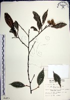 藏品(紅皮、葉下白、赤仔尾)的圖片