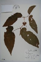 藏品(圓果秋海棠)的圖片