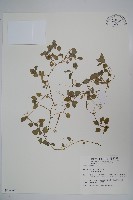 藏品(圓葉山梗菜)的圖片